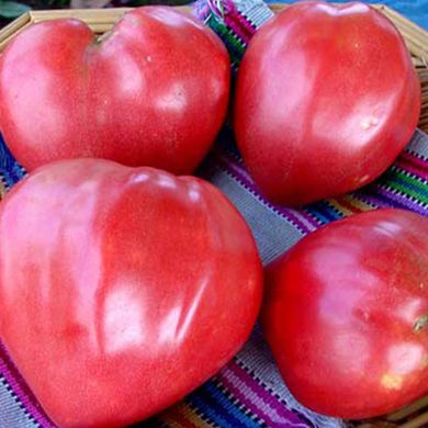Семена томатов Воловье сердце малиновый 0,1 г 11.1274 фото