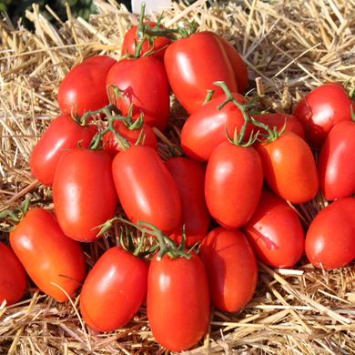 Семена томатов Пьетро Росса F1 Clause Садыба Центр 20 шт 11.2485 фото