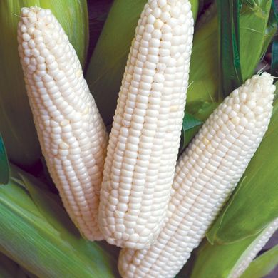 Насіння кукурудзи Ескімо Агромаксі 20 г 11.2417 фото