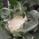 Насіння капусти Гудмен цвітна Bejo Zaden 100 шт