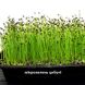 Мікс Смаку крес + гірчиця + цибуля набір для вирощування мікрозелені