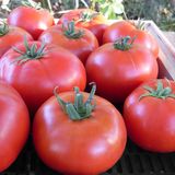 Насіння томатів Дар Заволжя рожевий Агромаксі 3 г - купити | Good Harvest