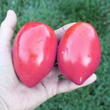 Насіння томатів Рожевий Фламінго Садиба 0,1 г - купити | Good Harvest