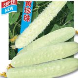 Семена огурцов Белый деликатес Пекина Солнечный март 10 шт - купить | Good Harvest
