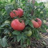 Семена томатов Арктическая роза Солнечный Март 10 шт 11.3269 фото
