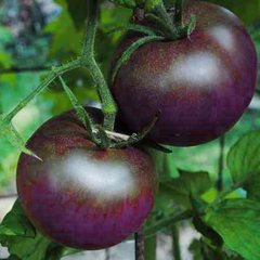 Семена томатов Фиолетовый 0,1 г 11.1301 фото