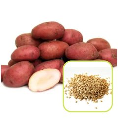 Насіння картоплі Діва 0,02 г