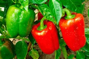 Как вырастить перец: от посева семян до высадки рассады в грунт
