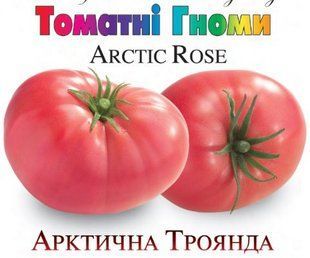 Насіння томатів Арктична троянда Сонячний Березень 10 шт 11.3269 фото