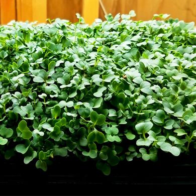 Смачниссимо редис+лук+салат набор для выращивания микрозелени 19.0312 фото