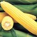 Семена кукурузы Джубили F1 Syngenta 20 шт