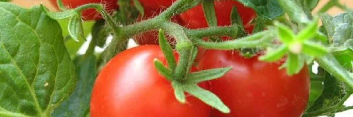 Ранні томати – все має бути вчасно дізнатися більше