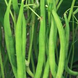 Насіння квасолі спаржева жовта Серенгеті кущова Syngenta 20 шт - купити | Good Harvest