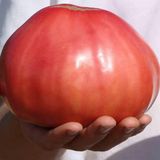Насіння томатів Чудо землі 0,1 г - купити | Good Harvest