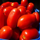 Насіння томатів Гібрид Тарасенко-7 0,1 г - купити | Good Harvest