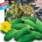 Семена огурцов Фисташковая гроздь F1 Солнечный март 20 шт - купить | Good Harvest