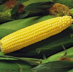 Семена кукурузы Спирит F1 Syngenta 20 шт 11.3157 фото