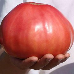 Насіння томатів Чудо землі 0,1 г 11.1307 фото