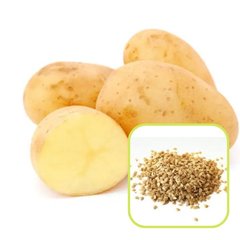 Семена картофеля Ассоль ,0,01 г