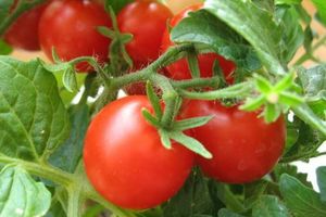 Ранні томати – все має бути вчасно дізнатися більше
