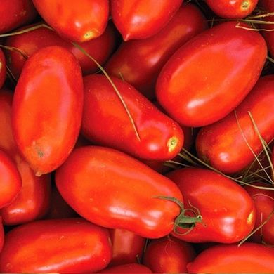 Насіння томатів Улісе F1 Syngenta Садиба 20 шт 11.2064 фото