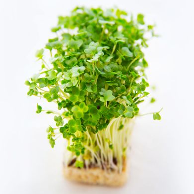 Спайси гірчиця + рукола + крес салат набір для вирощування мікрозелені 19.0313 фото