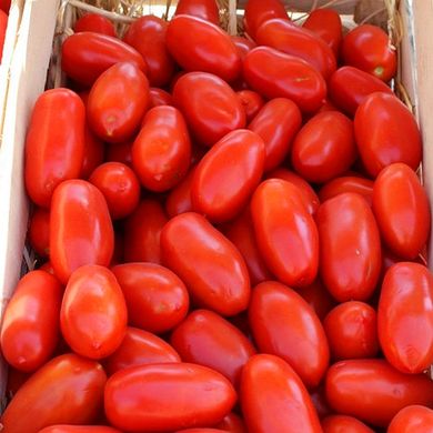 Насіння томатів Улісе F1 Syngenta Садиба 20 шт 11.2064 фото
