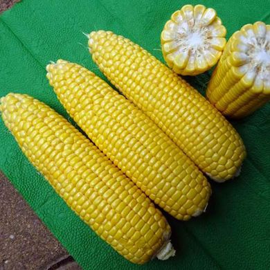 Семена кукурузы Турбин F1 Clause Садыба Центр 100 шт 11.2713 фото