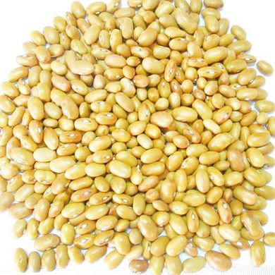 Семена фасоли спаржевая желтая Серенгети кустовая Syngenta 20 шт 11.1598 фото