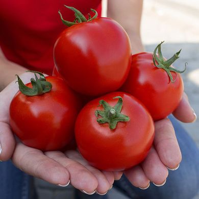 Семена томатов Асвон F1 Kitano Seeds Леда 10 шт 11.2459 фото