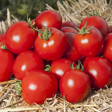 Насіння томатів Асвон F1 Kitano Seeds Леда 10 шт 11.2459 фото