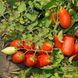 Насіння томатів Улісе F1 Syngenta Садиба 20 шт