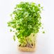 Спайси гірчиця + рукола + крес салат набір для вирощування мікрозелені