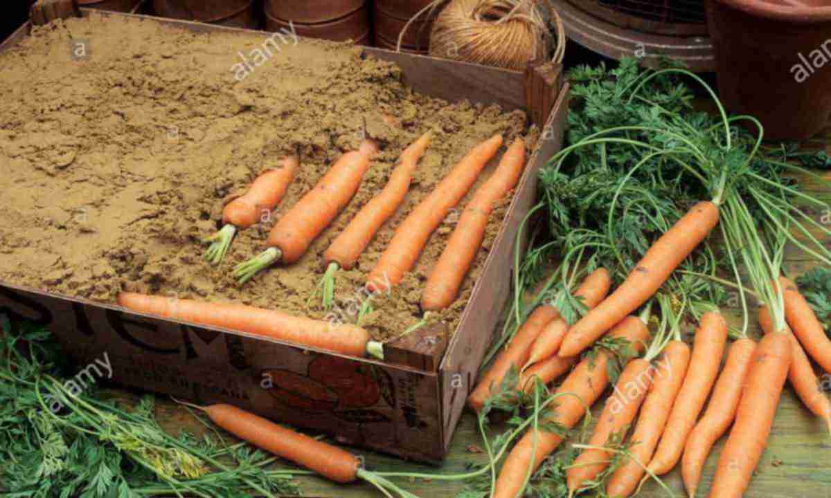 Какие сорта моркови подходят для хранения?