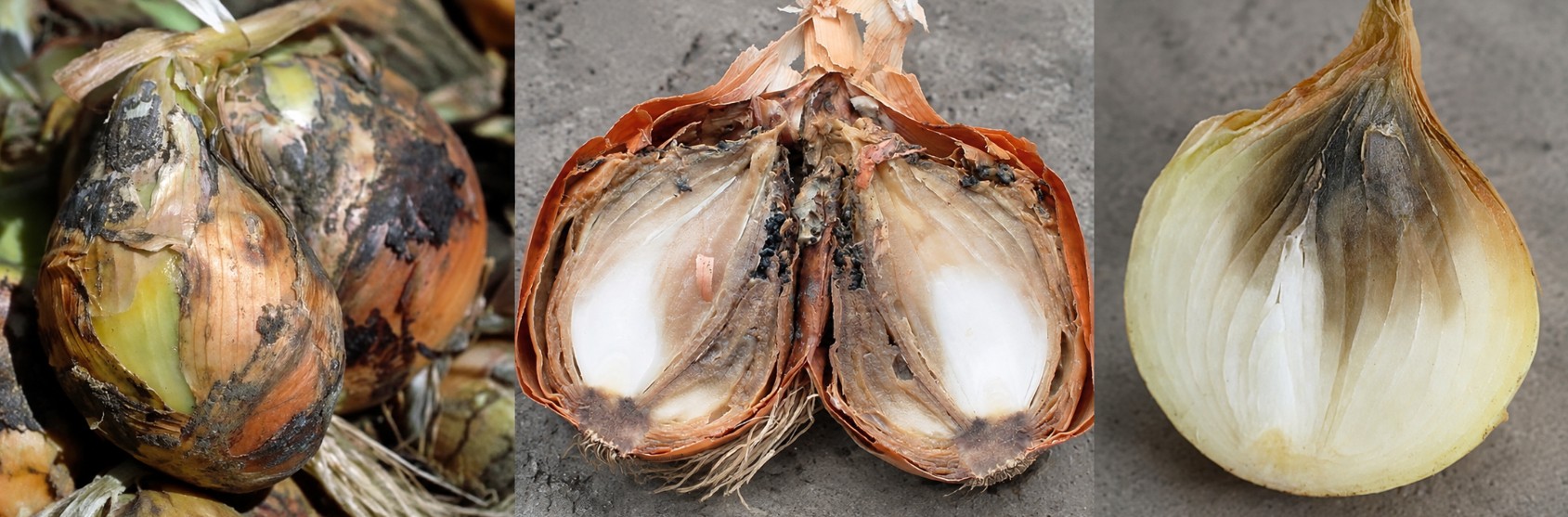 Сіра гниль шийки цибулі, спричинена Botrytis