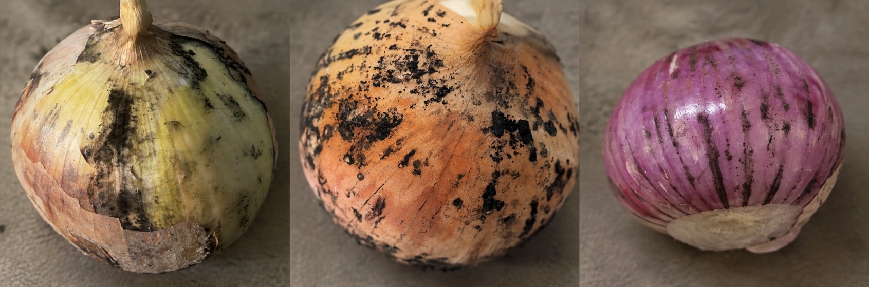 Чорна пліснява (Aspergillus niger) на цибулі — чорний сажистий порошок під сухою лускою