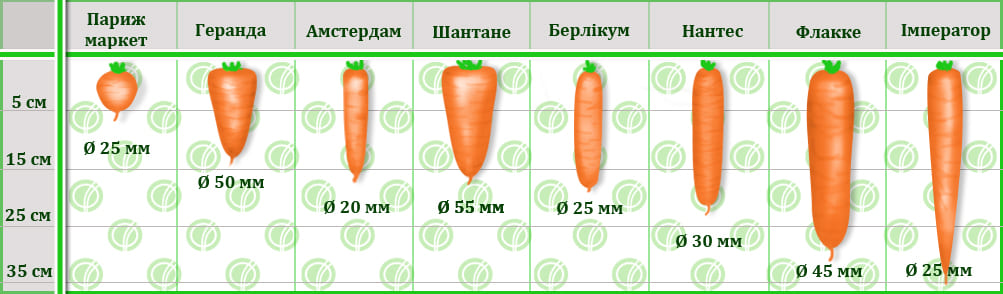 Сортотипи моркви 