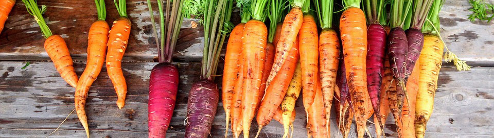 Как выращивать морковь: от посева семян до высадки рассады - Good Harvest
