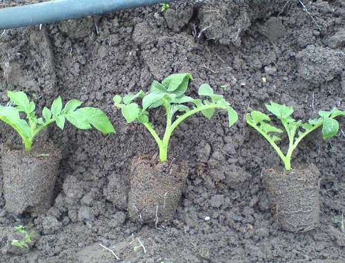 Как вырастить картофель из семян - Good Harvest